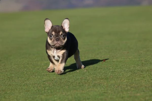 3 mese e 10 giorni di bouledogue francese | Foto 0