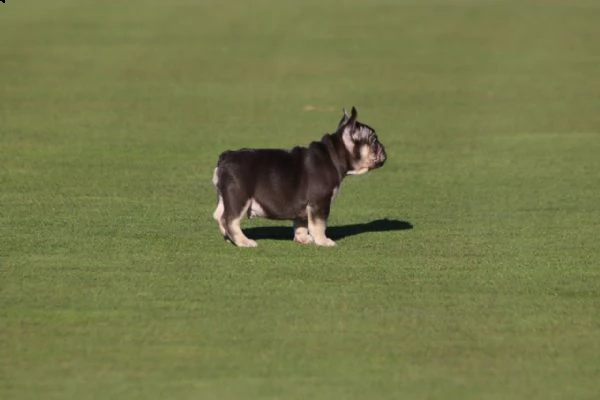 3 mese e 10 giorni di bouledogue francese