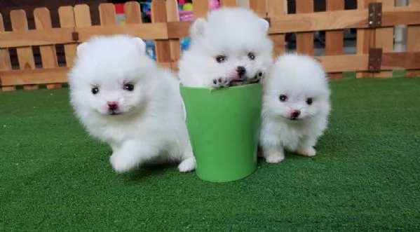 pomerania spitz piccolo bianco