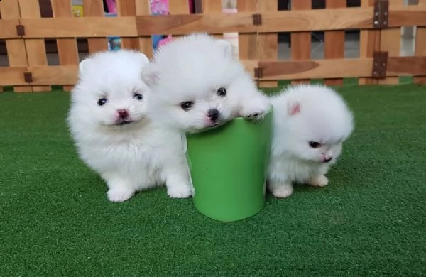 pomerania spitz piccolo bianco | Foto 0