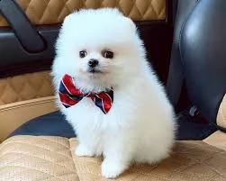 adorabili cuccioli di pomerania maschi e femmine in cerca di una nuova casa 85 giorni