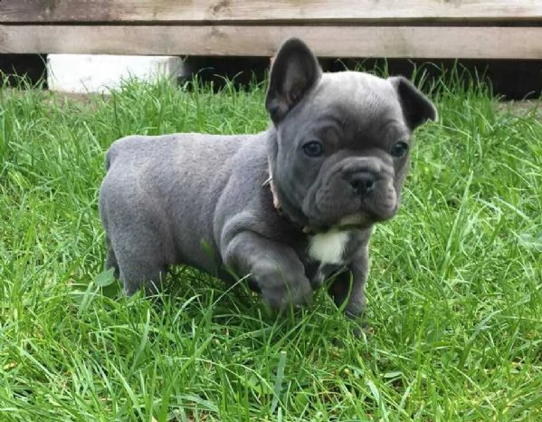 adorabili cuccioli di bulldog francese maschi e femmine in cerca di una nuova casa di 90 giorni. 