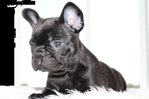 cuccioli di bulldog francese siamo urgentemente alla ricerca di una nuova casa per i nostri cuccioli