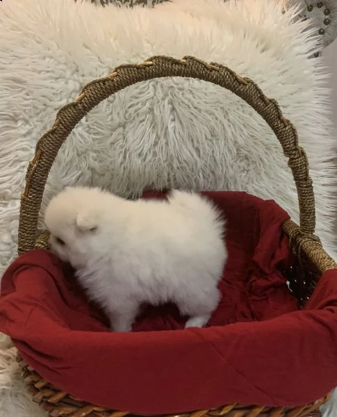 vendita volpini della pomerania