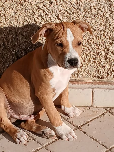 Cucciolo Amstaff 
