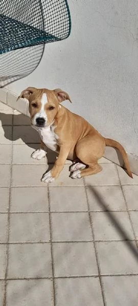 Cucciolo Amstaff  | Foto 0
