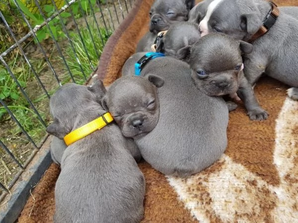 cuccioli di bulldog francese maschi e femmine disponibili per l'adozione. | Foto 0