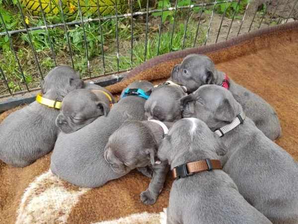 cuccioli di bulldog francese maschi e femmine disponibili per l'adozione.