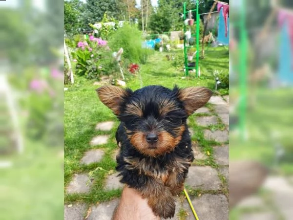 incredibili cuccioli dello yorkshire | Foto 1
