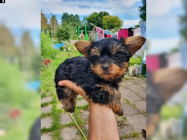 incredibili cuccioli dello yorkshire | Foto 0