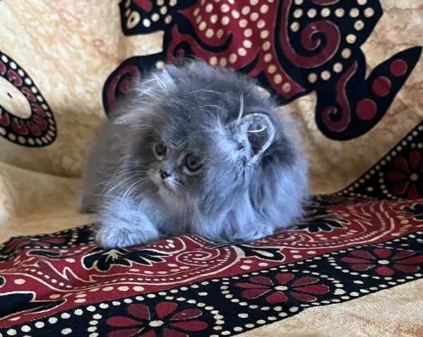gattino persiano doll face  | Foto 4