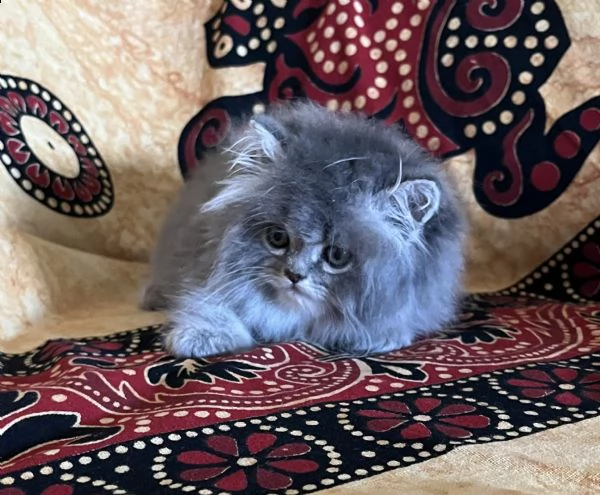 gattino persiano doll face  | Foto 3
