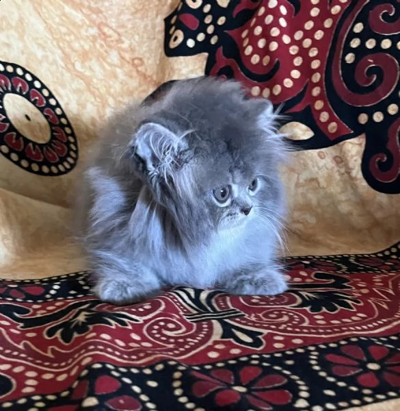 gattino persiano doll face  | Foto 2