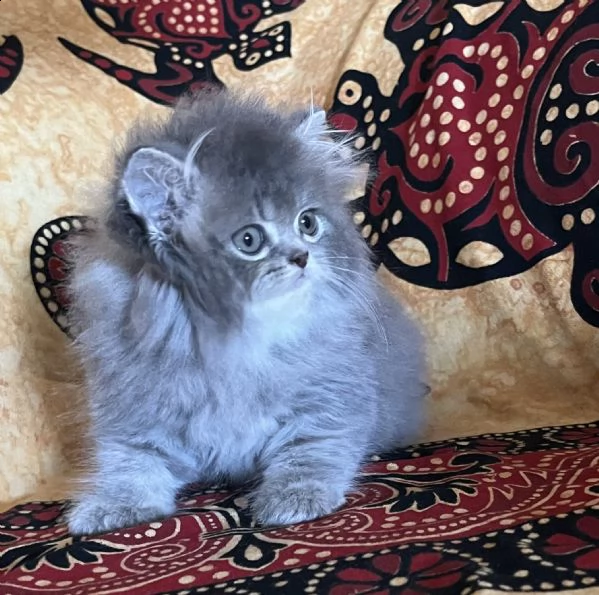 gattino persiano doll face  | Foto 1