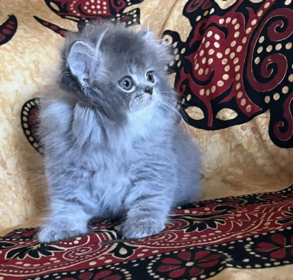 gattino persiano doll face 