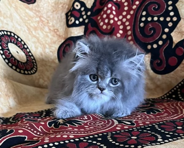 gattino persiano doll face  | Foto 0