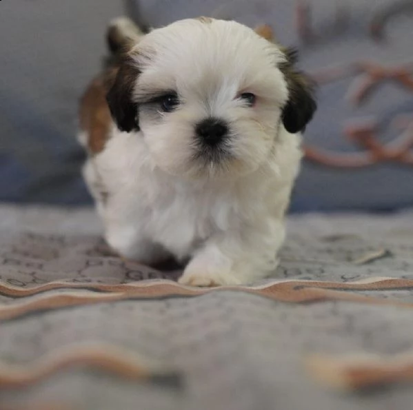 vendita cucciolo cuccioli di shihtzu 2 mesi 