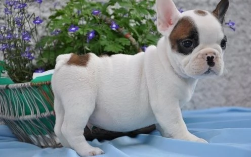 regalo cuccioli di cane a bulldog francese