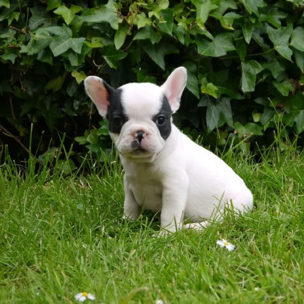 buoni e premurosi cuccioli di bulldog francese per l'adozione