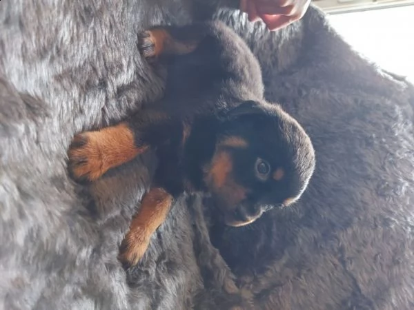   regalo cuccioli di rottweiler 1 femmine e un maschietto.
