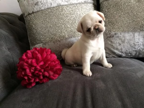 cucciolo di carlino | Foto 1