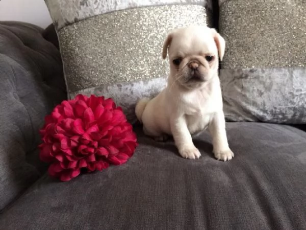 cucciolo di carlino | Foto 0