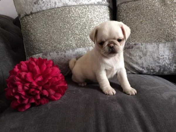 cucciolo di carlino
