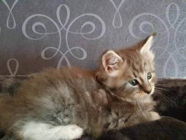 disponibili cuccioli maine coon | Foto 1