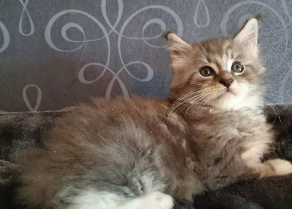 disponibili cuccioli maine coon | Foto 0