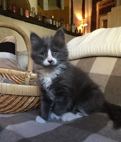 maine coon testati ed esenti hcm fiv e felv | Foto 4