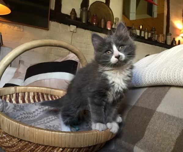 maine coon testati ed esenti hcm fiv e felv