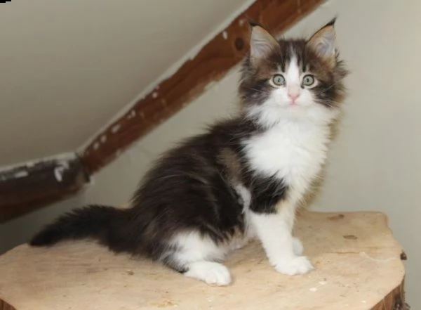 maine coon testati ed esenti hcm fiv e felv | Foto 3