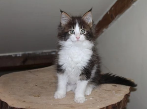 maine coon testati ed esenti hcm fiv e felv | Foto 1