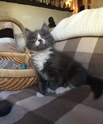 maine coon testati ed esenti hcm fiv e felv | Foto 0