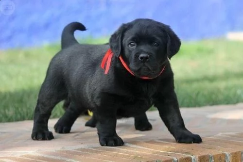 regalo labrador cuccioli disponibile per l'adozione..