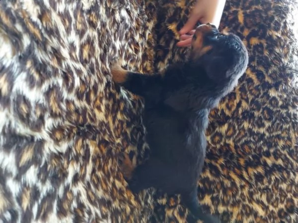 regalo cuccioli di rottweiler 1 femmine e un maschietto.