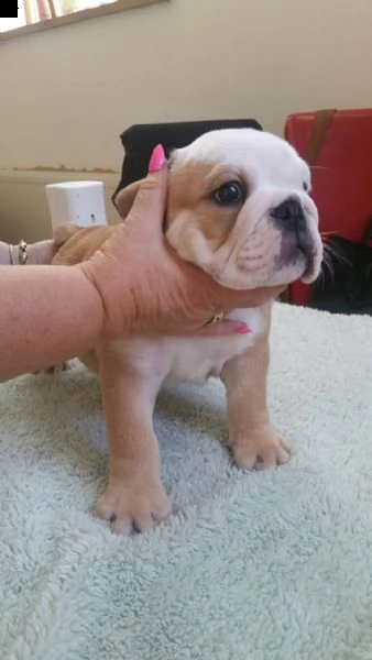 cucciolo di bulldog inglese per adozione | Foto 0