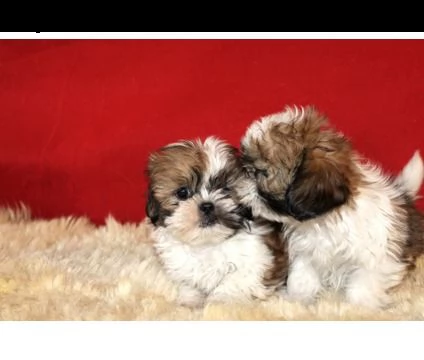 disponibili cuccioli shih tzu maschio / femmina !!