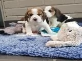 abbiamo cuccioli di razza beagle da adozione