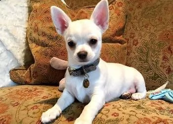 abbiamo cuccioli di chihuhua di razza pura affettuosa da adottare: