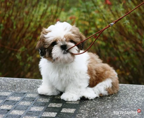 abbiamo cuccioli di shih tzu di razza pura 