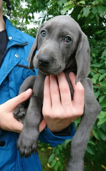 regalo cuccregalo cuccioli weimaranerioli weimaraner