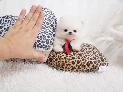 splendido cucciolo di pomerania gratuitamente