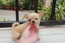 chihuahua di settimane, molto giocoso, 