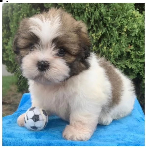 adorabili cuccioli di shih tzu purosangue  | Foto 2