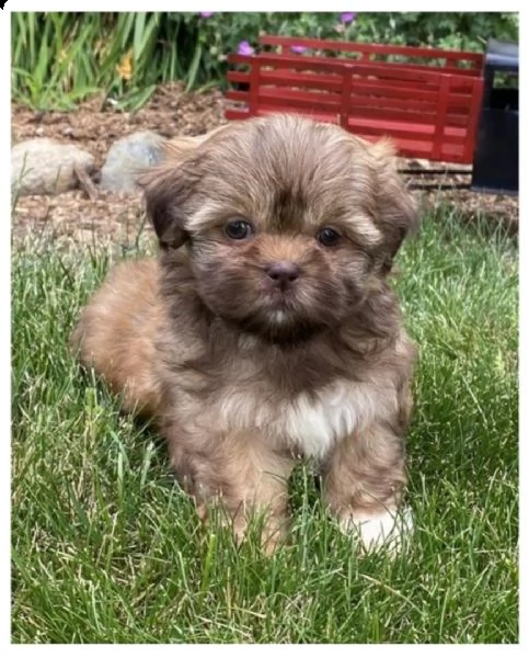 adorabili cuccioli di shih tzu purosangue  | Foto 1