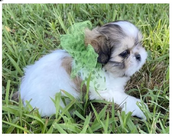 adorabili cuccioli di shih tzu purosangue  | Foto 0