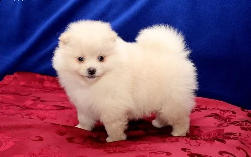 adorabili cuccioli di pomerania maschi e femmine in cerca di una nuova casa di 90 giorni si prega di