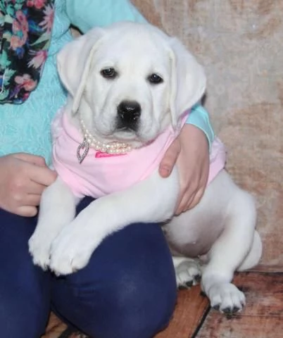 regalo labrador cioccolato cuccioli!!