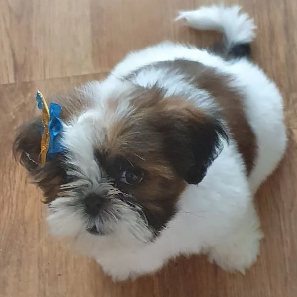   regalo shih-tzu  toy | Foto 0